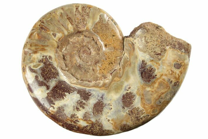 Jurassic Ammonite (Hemilytoceras) Fossil - Madagascar #226715